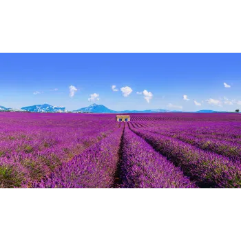 Fresh Lavender Flower
